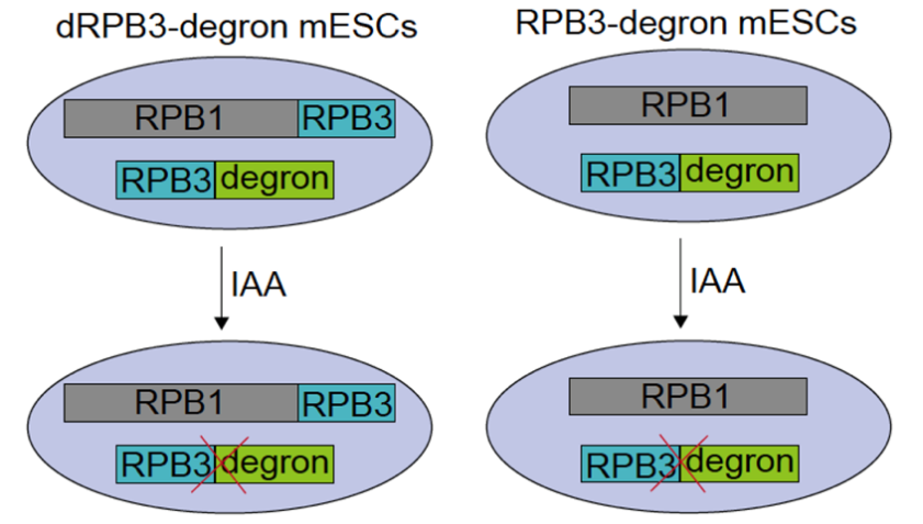 b59e3124675e466799f0edc491d5d153.png b59e3124675e466799f0edc491d5d153.png