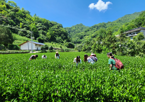 756f42c8e09841d7ae6fdf7b4c5e74ff.png 调研团成员参观该村中的茶叶种植地.png